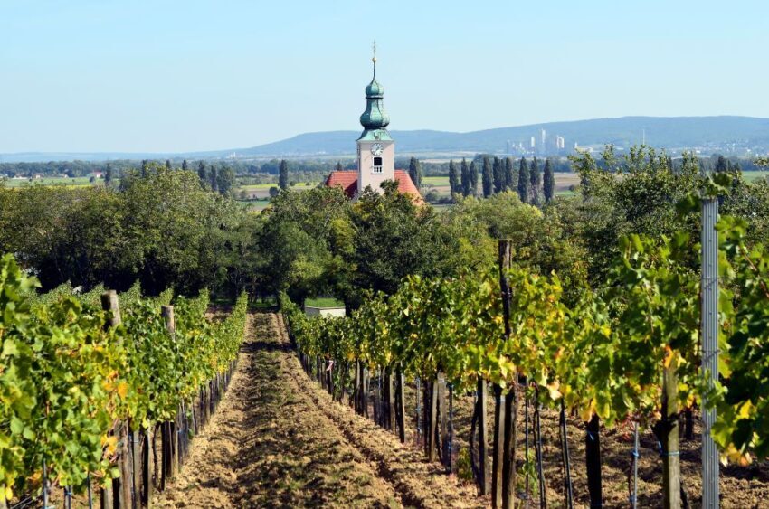 A green vineyard in Austria, with a traditional church and blue sky in the background
